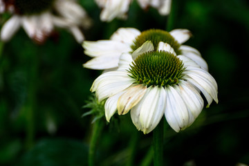 花博会景观白色花卉