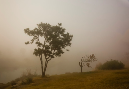 大雾中的小树