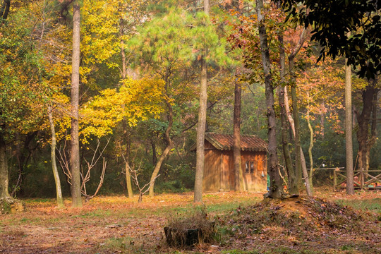 森林里的小屋