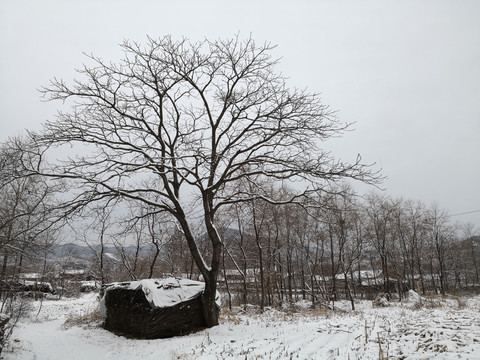 覆雪的村边树林