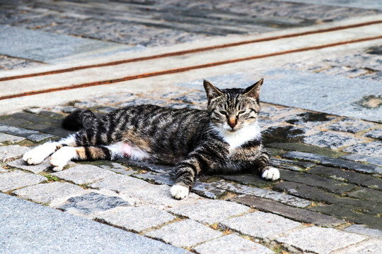 户外野猫