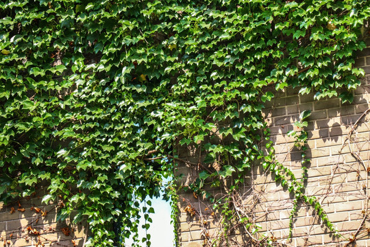 绿植墙装饰墙