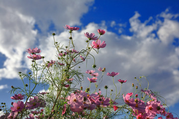 格桑花