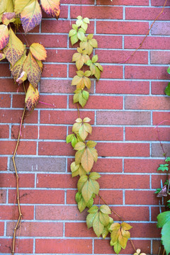 秋天的黄叶砖墙