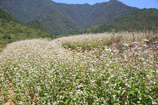 荞麦地