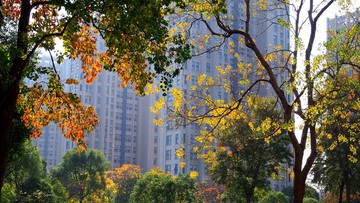 城市绿地秋景