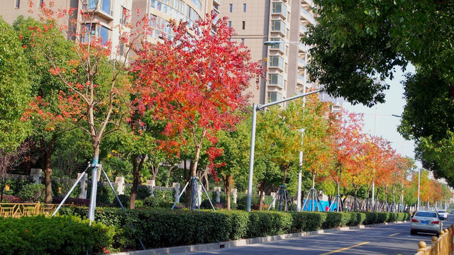 秋天马路旁的彩色树木