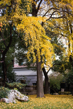 银杏树