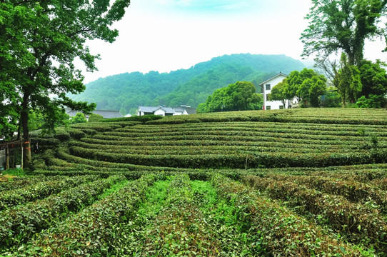 龙井茶园