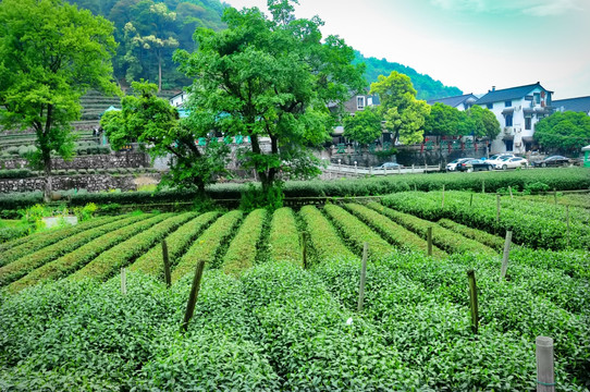 龙井茶园