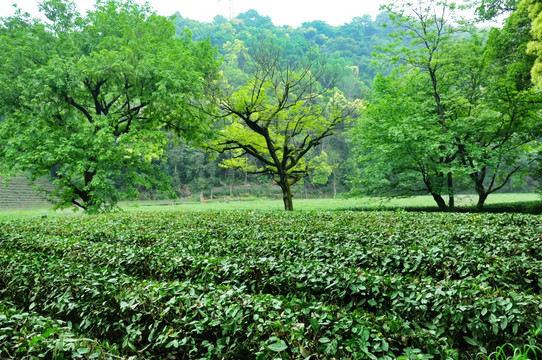 龙井茶园