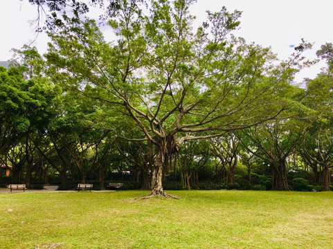 深圳莲花山公园