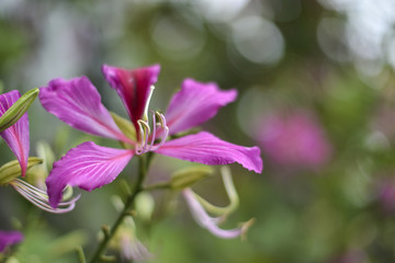 紫荆花