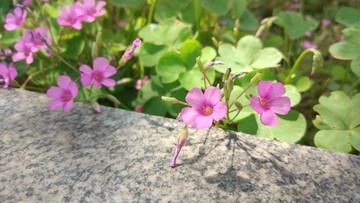 醡浆草