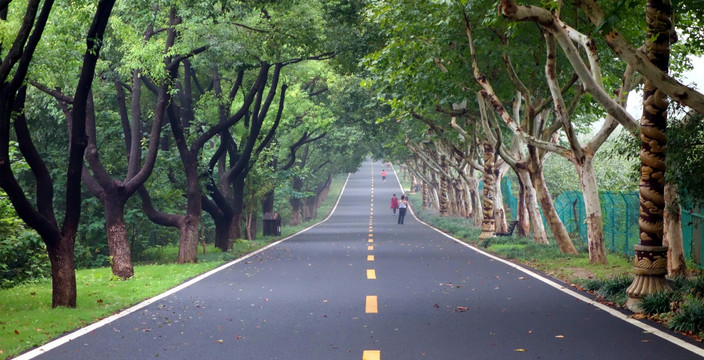 龙背山林荫大道