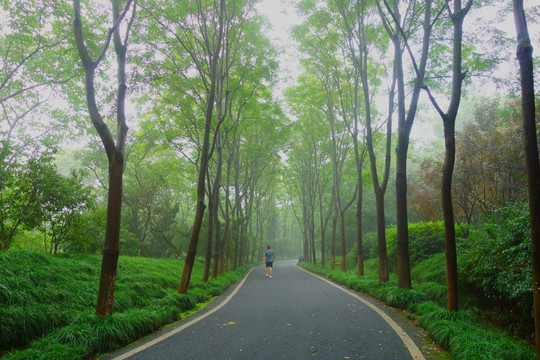 龙背山林荫小道