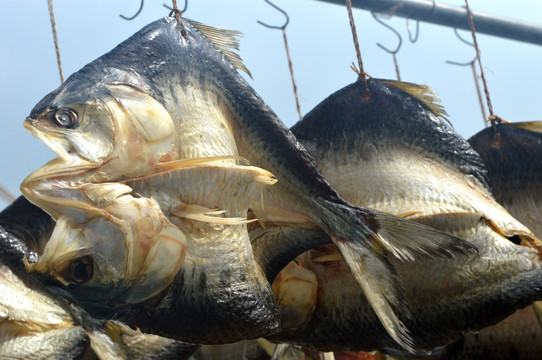 三黎魚干