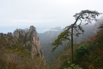 黄山孔雀松