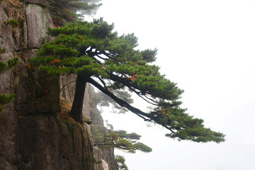 黄山探海松