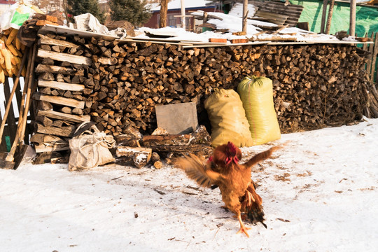 雪地里的鸡