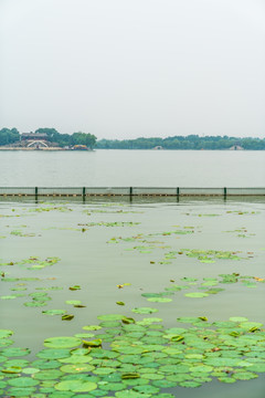 在公园湖面上漂浮的浮萍景色