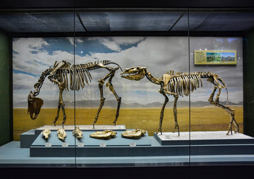 古代动物骨架