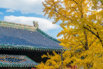 北京大觉寺银杏树