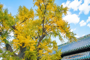 大觉寺古建筑银杏树