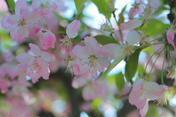 垂丝海棠花