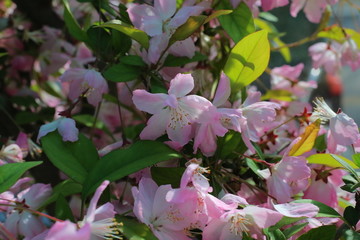 垂丝海棠花