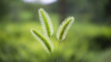 狗尾巴草