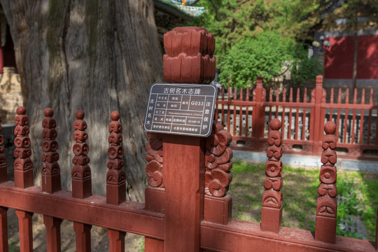 山西太原晋祠博物馆侧柏