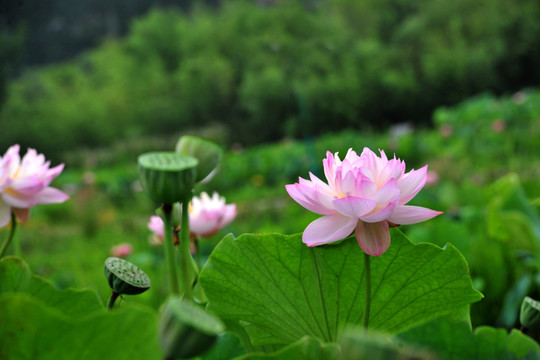 荷花