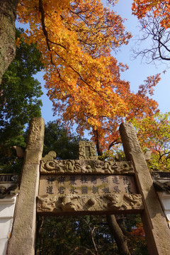 天平山红枫