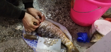 鯉魚拔筋