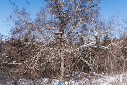 积雪