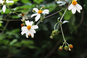 鬼针草花