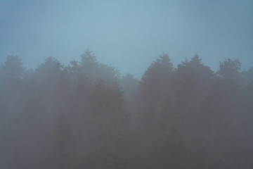 弥漫着雾气的森林中道路