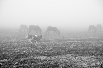 雾中放牧