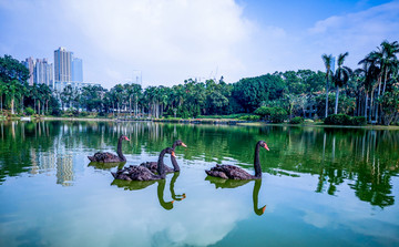 深圳大学湖畔黑天鹅