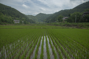 逍遥村