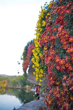 烂漫菊花