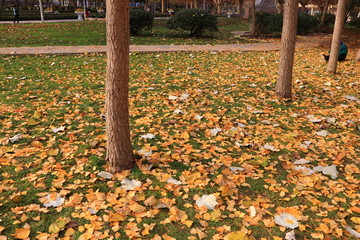 落满树叶的地面