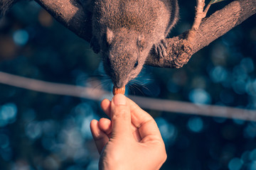 西湖边的松鼠喂松鼠