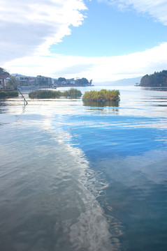 洱海浮草