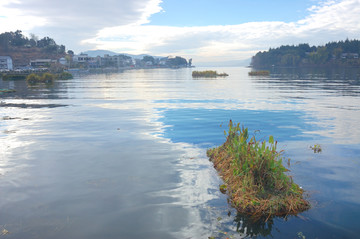 洱海浮草