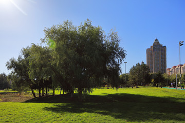 公園草地
