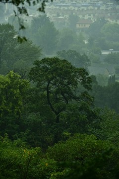 雨中山里的风景