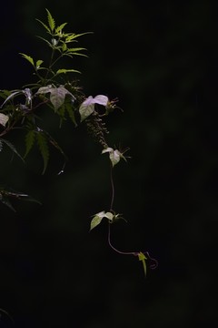 山花野草