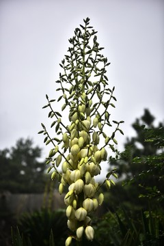 剑麻花开